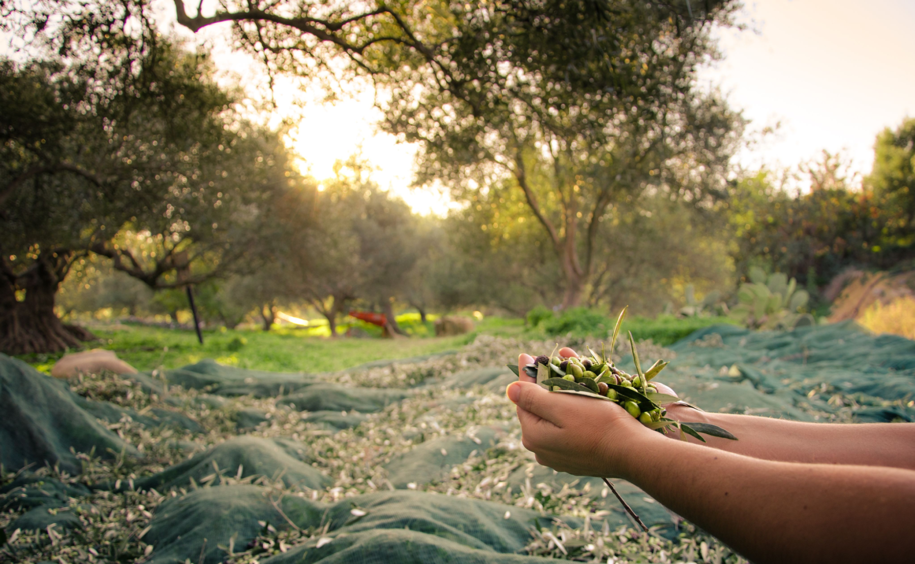FAMILY_GROWN_COLD_PRESSED_Jerusalem-OLIVE_OIL_AELIA